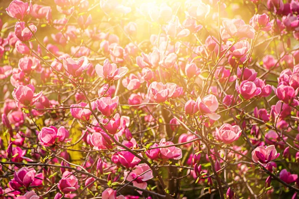 Magnolia lentebloemen — Stockfoto