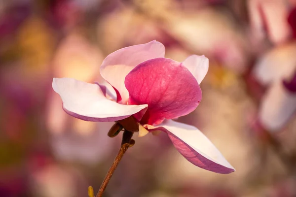 Magnolia lentebloemen — Stockfoto