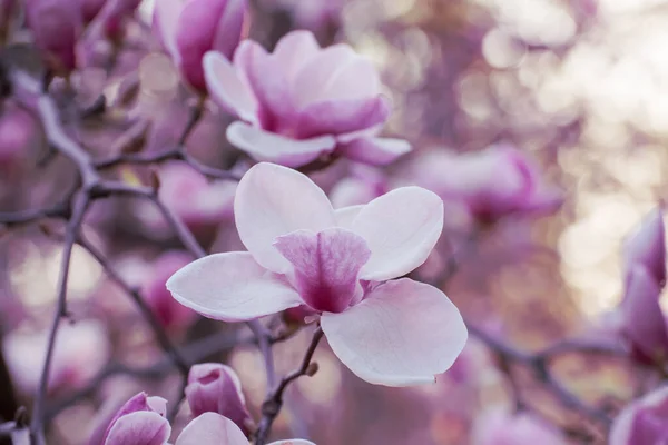 Magnolia bahar çiçekleri — Stok fotoğraf