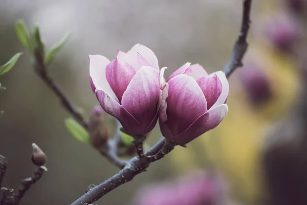 Magnolia wiosenne kwiaty — Zdjęcie stockowe