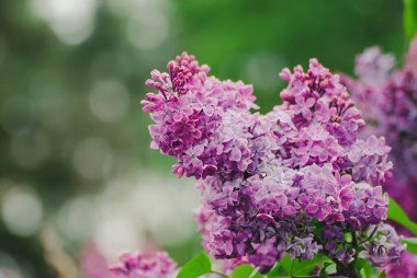 Bahar leylak çiçekleri