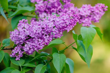 Bahar leylak çiçekleri