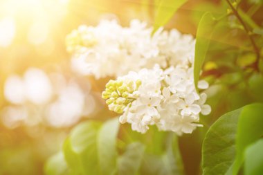 Bahar leylağı beyaz çiçekler