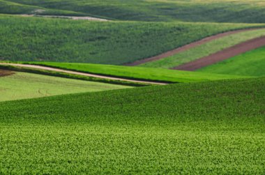 Yeşil çimen alanı arkaplanı