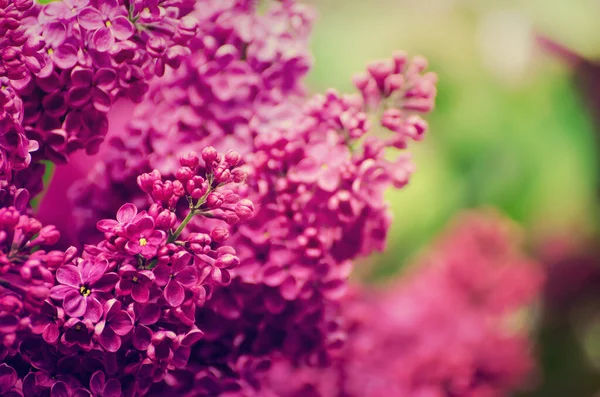 Printemps fleurs lilas — Photo