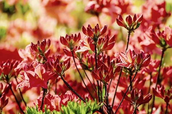 Rhododendrons y azaleas en el jardín — Foto de Stock