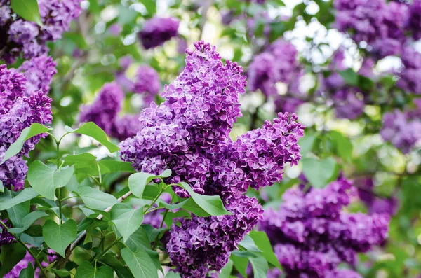 Primavera flores lila — Foto de Stock