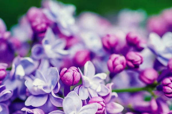 Flores lila macro —  Fotos de Stock