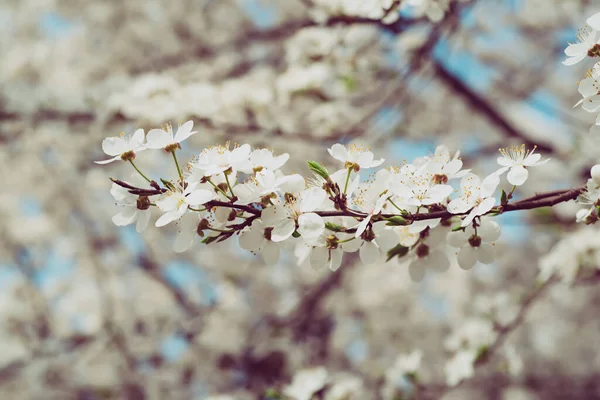 Ciruela flores de primavera —  Fotos de Stock