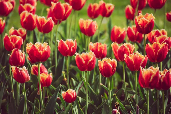 Oranje tulpenbloemen — Stockfoto