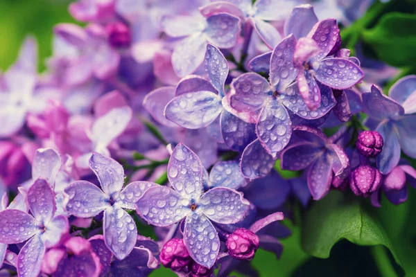 Makro Lilac květin — Stock fotografie