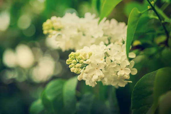 春紫丁香白花 — 图库照片