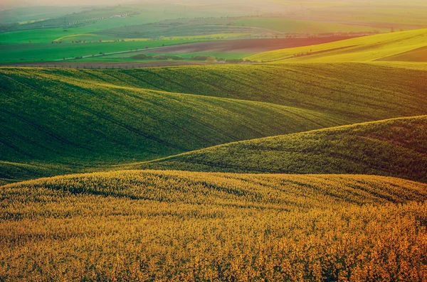 Rapsgelb-grünes Feld im Frühling — Stockfoto