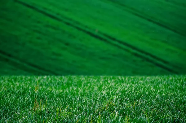 Grünes Gras Feld Hintergrund — Stockfoto