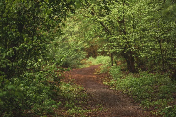 Dark moody forest