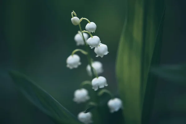 Лили из долины — стоковое фото