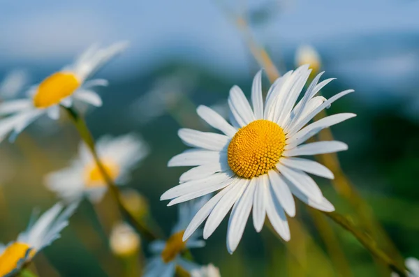 Divoké heřmánkové květy — Stock fotografie
