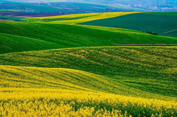 Ріпакове жовто-зелене поле навесні — стокове фото