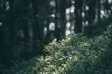 Karanlık kasvetli orman