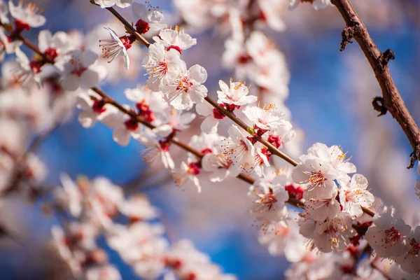 Meruňkové květy stromů — Stock fotografie