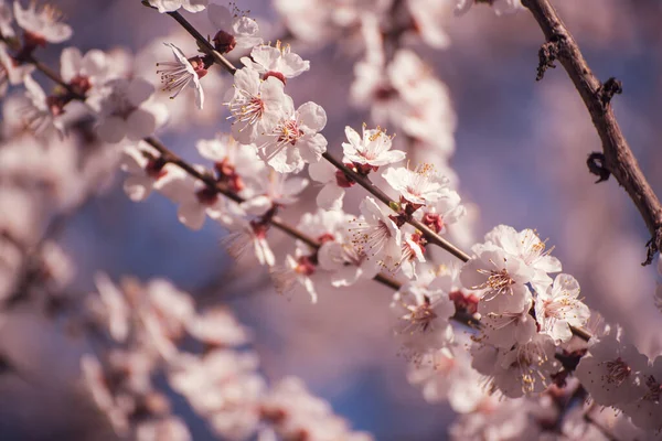 Apricot tree blossoms — Stock Photo, Image