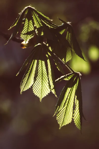Leaves of chestnut — Stock Photo, Image