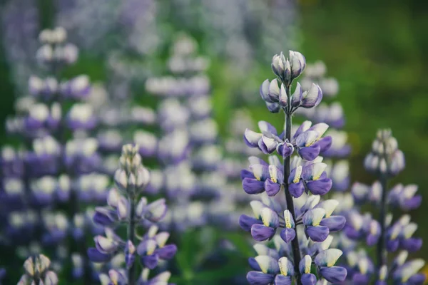 İzlanda 'da Lupine çiçekleri — Stok fotoğraf