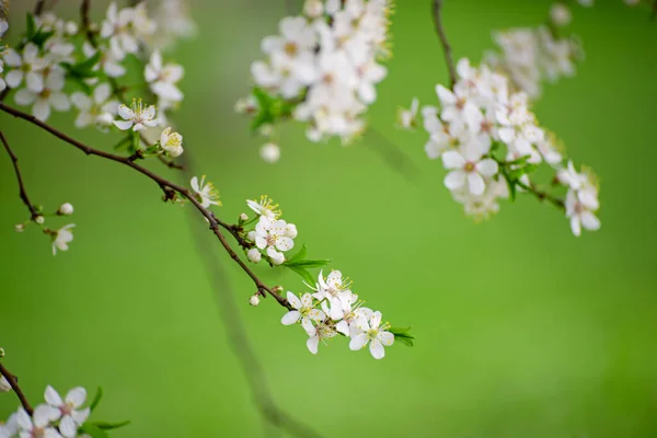 Plum vintage flowers — Stock Photo, Image