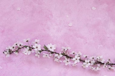 Çimentoda kiraz çiçekleri