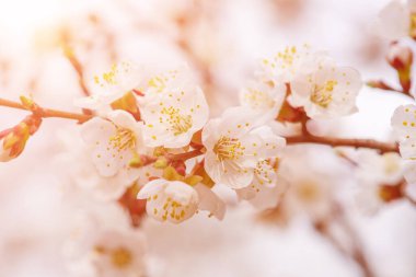 Kayısı ağacı çiçekleri