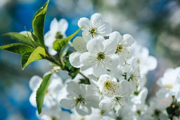 Moldura de flores de cereja — Fotografia de Stock