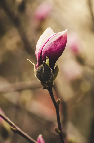 Magnolia flower bud — Stock Photo, Image