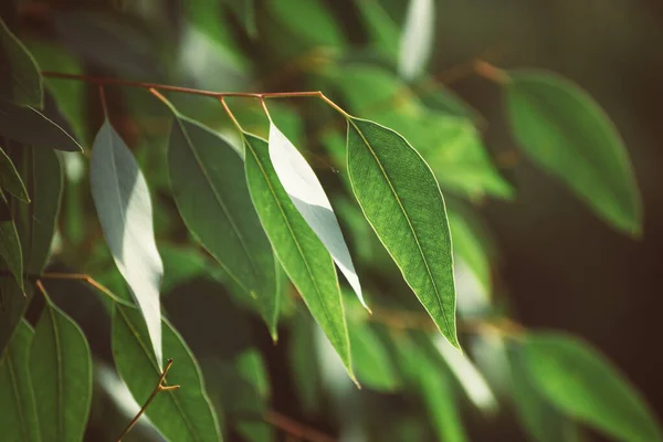 Eucalyptus green leaves — Stock Photo, Image