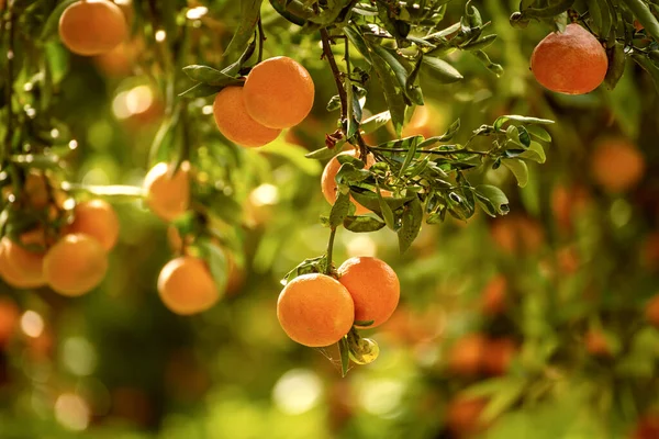 Tangerine soleado jardín —  Fotos de Stock