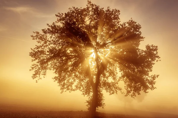 Єдине дерево в тумані — стокове фото