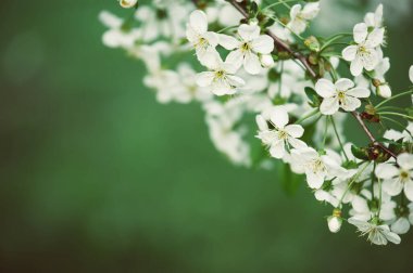 Kiraz çiçekleri çerçevesi