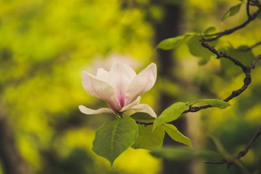 Magnolia bahar çiçekleri