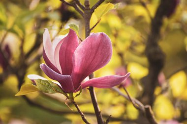 Magnolia bahar çiçekleri