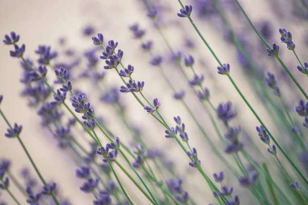 Красиві квіти Лаванда — стокове фото