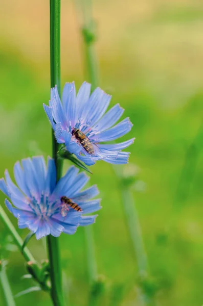 Flor de achicoria en la naturaleza — Foto de Stock