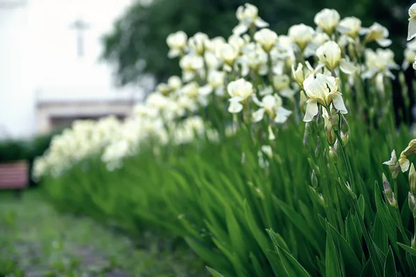 Iris flower blooming at church yard — Stock Photo, Image