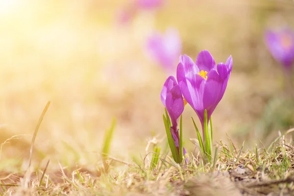 Spring crocus flower — Stock Photo, Image