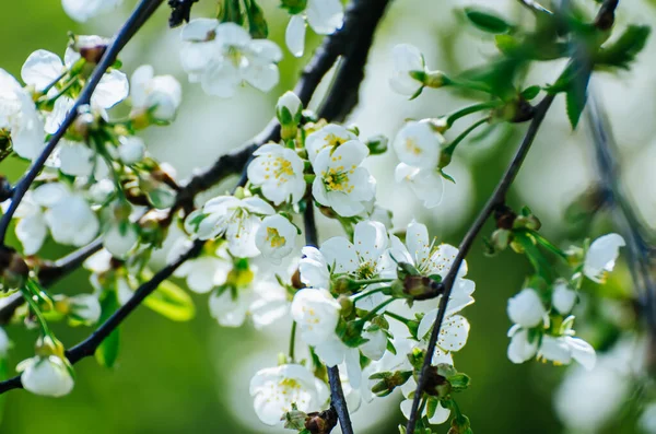 Kersen bloemen frame — Stockfoto