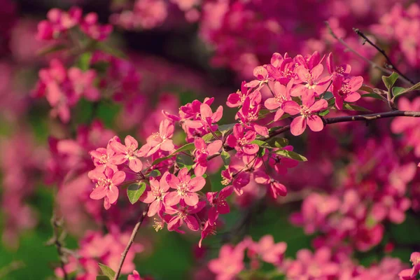 红苹果花 — 图库照片