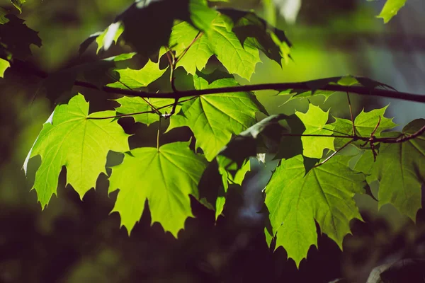 Arce hojas de fondo —  Fotos de Stock