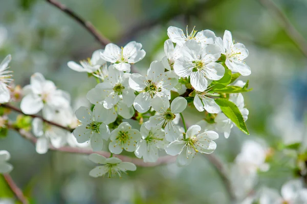 Kersen bloemen frame — Stockfoto