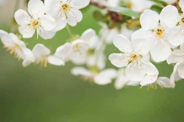 Moldura de flores de cereja — Fotografia de Stock