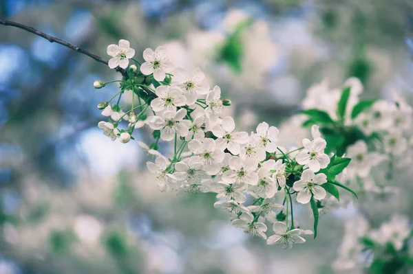 Cornice fiori di ciliegio — Foto Stock