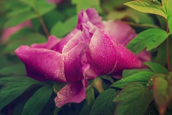 Peony flower background — Stock Photo, Image