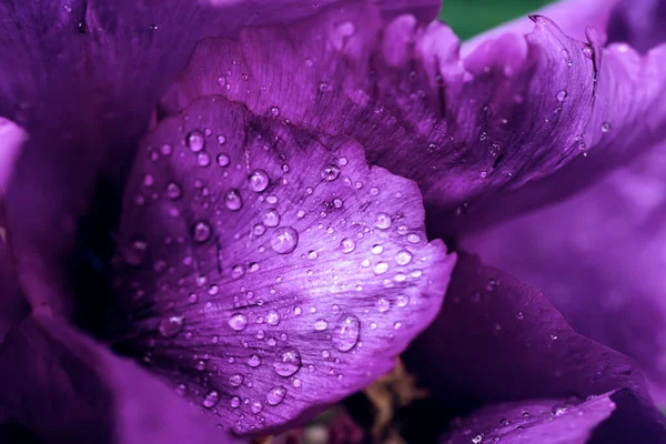 Peônia flor fundo — Fotografia de Stock